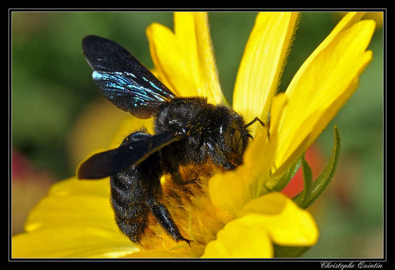 abeille charpentiere